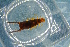  (Chelidura aptera - GBOL19089)  @11 [ ] CreativeCommons - Attribution Non-Commercial Share-Alike (2016) SNSB, Staatliche Naturwissenschaftliche Sammlungen Bayerns ZSM (SNSB, Zoologische Staatssammlung Muenchen)