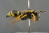  ( - GBOL19143)  @14 [ ] CreativeCommons - Attribution Non-Commercial Share-Alike (2016) SNSB, Staatliche Naturwissenschaftliche Sammlungen Bayerns ZSM (SNSB, Zoologische Staatssammlung Muenchen)