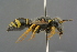  ( - GBOL19144)  @11 [ ] CreativeCommons - Attribution Non-Commercial Share-Alike (2016) SNSB, Staatliche Naturwissenschaftliche Sammlungen Bayerns ZSM (SNSB, Zoologische Staatssammlung Muenchen)