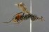  ( - GBOL19145)  @11 [ ] CreativeCommons - Attribution Non-Commercial Share-Alike (2016) SNSB, Staatliche Naturwissenschaftliche Sammlungen Bayerns ZSM (SNSB, Zoologische Staatssammlung Muenchen)