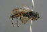  ( - GBOL19146)  @11 [ ] CreativeCommons - Attribution Non-Commercial Share-Alike (2016) SNSB, Staatliche Naturwissenschaftliche Sammlungen Bayerns ZSM (SNSB, Zoologische Staatssammlung Muenchen)