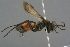 (Agenioideus nubecula - GBOL19152)  @13 [ ] CreativeCommons - Attribution Non-Commercial Share-Alike (2016) SNSB, Staatliche Naturwissenschaftliche Sammlungen Bayerns ZSM (SNSB, Zoologische Staatssammlung Muenchen)
