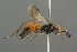  ( - GBOL19153)  @13 [ ] CreativeCommons - Attribution Non-Commercial Share-Alike (2016) SNSB, Staatliche Naturwissenschaftliche Sammlungen Bayerns ZSM (SNSB, Zoologische Staatssammlung Muenchen)