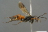  ( - GBOL19154)  @11 [ ] CreativeCommons - Attribution Non-Commercial Share-Alike (2016) SNSB, Staatliche Naturwissenschaftliche Sammlungen Bayerns ZSM (SNSB, Zoologische Staatssammlung Muenchen)