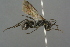  (Priocnemis sulci - GBOL19156)  @14 [ ] CreativeCommons - Attribution Non-Commercial Share-Alike (2016) SNSB, Staatliche Naturwissenschaftliche Sammlungen Bayerns ZSM (SNSB, Zoologische Staatssammlung Muenchen)