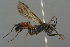  ( - GBOL19157)  @13 [ ] CreativeCommons - Attribution Non-Commercial Share-Alike (2016) SNSB, Staatliche Naturwissenschaftliche Sammlungen Bayerns ZSM (SNSB, Zoologische Staatssammlung Muenchen)