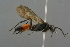  ( - GBOL19158)  @11 [ ] CreativeCommons - Attribution Non-Commercial Share-Alike (2016) SNSB, Staatliche Naturwissenschaftliche Sammlungen Bayerns ZSM (SNSB, Zoologische Staatssammlung Muenchen)