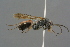  ( - GBOL19170)  @13 [ ] CreativeCommons - Attribution Non-Commercial Share-Alike (2016) SNSB, Staatliche Naturwissenschaftliche Sammlungen Bayerns ZSM (SNSB, Zoologische Staatssammlung Muenchen)