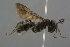  ( - GBOL19171)  @11 [ ] CreativeCommons - Attribution Non-Commercial Share-Alike (2016) SNSB, Staatliche Naturwissenschaftliche Sammlungen Bayerns ZSM (SNSB, Zoologische Staatssammlung Muenchen)