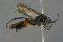  ( - GBOL19180)  @11 [ ] CreativeCommons - Attribution Non-Commercial Share-Alike (2016) SNSB, Staatliche Naturwissenschaftliche Sammlungen Bayerns ZSM (SNSB, Zoologische Staatssammlung Muenchen)