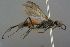  ( - GBOL19184)  @11 [ ] CreativeCommons - Attribution Non-Commercial Share-Alike (2016) SNSB, Staatliche Naturwissenschaftliche Sammlungen Bayerns ZSM (SNSB, Zoologische Staatssammlung Muenchen)