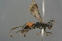  ( - GBOL19186)  @11 [ ] CreativeCommons - Attribution Non-Commercial Share-Alike (2016) SNSB, Staatliche Naturwissenschaftliche Sammlungen Bayerns ZSM (SNSB, Zoologische Staatssammlung Muenchen)