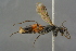  ( - GBOL19192)  @11 [ ] CreativeCommons - Attribution Non-Commercial Share-Alike (2016) SNSB, Staatliche Naturwissenschaftliche Sammlungen Bayerns ZSM (SNSB, Zoologische Staatssammlung Muenchen)