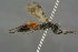  ( - GBOL19193)  @11 [ ] CreativeCommons - Attribution Non-Commercial Share-Alike (2016) SNSB, Staatliche Naturwissenschaftliche Sammlungen Bayerns ZSM (SNSB, Zoologische Staatssammlung Muenchen)