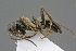  (Dipogon - GBOL19199)  @14 [ ] CreativeCommons - Attribution Non-Commercial Share-Alike (2016) SNSB, Staatliche Naturwissenschaftliche Sammlungen Bayerns ZSM (SNSB, Zoologische Staatssammlung Muenchen)