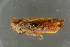  ( - GBOL19219)  @12 [ ] CreativeCommons - Attribution Non-Commercial Share-Alike (2016) SNSB, Staatliche Naturwissenschaftliche Sammlungen Bayerns ZSM (SNSB, Zoologische Staatssammlung Muenchen)