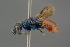  ( - GBOL19244)  @11 [ ] CreativeCommons - Attribution Non-Commercial Share-Alike (2016) SNSB, Staatliche Naturwissenschaftliche Sammlungen Bayerns ZSM (SNSB, Zoologische Staatssammlung Muenchen)