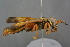  ( - GBOL19256)  @11 [ ] CreativeCommons - Attribution Non-Commercial Share-Alike (2016) SNSB, Staatliche Naturwissenschaftliche Sammlungen Bayerns ZSM (SNSB, Zoologische Staatssammlung Muenchen)
