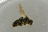  (Panurginus herzi - GBOL19270)  @13 [ ] CreativeCommons - Attribution Non-Commercial Share-Alike (2016) SNSB, Staatliche Naturwissenschaftliche Sammlungen Bayerns ZSM (SNSB, Zoologische Staatssammlung Muenchen)