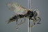  (Tachysphex jurinii - GBOL19373)  @13 [ ] CreativeCommons - Attribution Non-Commercial Share-Alike (2016) SNSB, Staatliche Naturwissenschaftliche Sammlungen Bayerns ZSM (SNSB, Zoologische Staatssammlung Muenchen)