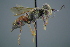 ( - GBOL19379)  @14 [ ] CreativeCommons - Attribution Non-Commercial Share-Alike (2016) SNSB, Staatliche Naturwissenschaftliche Sammlungen Bayerns ZSM (SNSB, Zoologische Staatssammlung Muenchen)