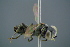  ( - GBOL19386)  @13 [ ] CreativeCommons - Attribution Non-Commercial Share-Alike (2016) SNSB, Staatliche Naturwissenschaftliche Sammlungen Bayerns ZSM (SNSB, Zoologische Staatssammlung Muenchen)