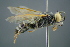  ( - GBOL19407)  @13 [ ] CreativeCommons - Attribution Non-Commercial Share-Alike (2016) SNSB, Staatliche Naturwissenschaftliche Sammlungen Bayerns ZSM (SNSB, Zoologische Staatssammlung Muenchen)