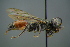  ( - GBOL19410)  @14 [ ] CreativeCommons - Attribution Non-Commercial Share-Alike (2016) SNSB, Staatliche Naturwissenschaftliche Sammlungen Bayerns ZSM (SNSB, Zoologische Staatssammlung Muenchen)