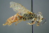  (Tachysphex spJS1754 - GBOL19415)  @14 [ ] CreativeCommons - Attribution Non-Commercial Share-Alike (2016) SNSB, Staatliche Naturwissenschaftliche Sammlungen Bayerns ZSM (SNSB, Zoologische Staatssammlung Muenchen)