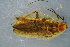  (Ectobius erythronotus - GBOL19438)  @11 [ ] CreativeCommons - Attribution Non-Commercial Share-Alike (2016) SNSB, Staatliche Naturwissenschaftliche Sammlungen Bayerns ZSM (SNSB, Zoologische Staatssammlung Muenchen)