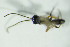  ( - GEO_BFB_229)  @12 [ ] CreativeCommons - Attribution Non-Commercial Share-Alike (2015) Unspecified SNSB, Zoologische Staatssammlung Muenchen