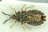  ( - MG174)  @11 [ ] CreativeCommons - Attribution Non-Commercial Share-Alike (2016) SNSB, Staatliche Naturwissenschaftliche Sammlungen Bayerns ZSM (SNSB, Zoologische Staatssammlung Muenchen)