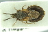  ( - MG177)  @11 [ ] CreativeCommons - Attribution Non-Commercial Share-Alike (2016) SNSB, Staatliche Naturwissenschaftliche Sammlungen Bayerns ZSM (SNSB, Zoologische Staatssammlung Muenchen)