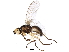  (Cerodontha fulvipes - BIOUG26143-E12)  @14 [ ] CreativeCommons - Attribution (2016) CBG Photography Group Centre for Biodiversity Genomics