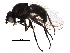 (Agromyza bromi - BIOUG26143-F06)  @13 [ ] CreativeCommons - Attribution (2016) CBG Photography Group Centre for Biodiversity Genomics