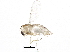  (Thienemanniella majuscula - BIOUG26229-B01)  @12 [ ] CreativeCommons - Attribution (2016) CBG Photography Group Centre for Biodiversity Genomics