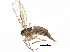  (Corynoptera semisaccata - BIOUG26239-C12)  @13 [ ] CreativeCommons - Attribution (2016) CBG Photography Group Centre for Biodiversity Genomics