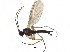  ( - BIOUG26240-C06)  @14 [ ] CreativeCommons - Attribution (2016) CBG Photography Group Centre for Biodiversity Genomics