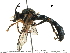  ( - BIOUG26416-C12)  @11 [ ] CreativeCommons - Attribution (2016) CBG Photography Group Centre for Biodiversity Genomics