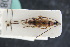 ( - GBOLRL0008)  @11 [ ] CreativeCommons - Attribution Non-Commercial Share-Alike (2016) SNSB, Staatliche Naturwissenschaftliche Sammlungen Bayerns ZSM (SNSB, Zoologische Staatssammlung Muenchen)