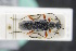  ( - GBOLRL0028)  @11 [ ] CreativeCommons - Attribution Non-Commercial Share-Alike (2016) SNSB, Staatliche Naturwissenschaftliche Sammlungen Bayerns ZSM (SNSB, Zoologische Staatssammlung Muenchen)