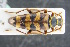  ( - GBOLRL0036)  @11 [ ] CreativeCommons - Attribution Non-Commercial Share-Alike (2016) SNSB, Staatliche Naturwissenschaftliche Sammlungen Bayerns ZSM (SNSB, Zoologische Staatssammlung Muenchen)