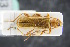  ( - GBOLRL0043)  @11 [ ] CreativeCommons - Attribution Non-Commercial Share-Alike (2016) SNSB, Staatliche Naturwissenschaftliche Sammlungen Bayerns ZSM (SNSB, Zoologische Staatssammlung Muenchen)