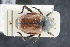  ( - GBOLRL0069)  @11 [ ] CreativeCommons - Attribution Non-Commercial Share-Alike (2016) SNSB, Staatliche Naturwissenschaftliche Sammlungen Bayerns ZSM (SNSB, Zoologische Staatssammlung Muenchen)