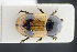  (Aphodius coniugatus - GBOLRL0073)  @11 [ ] CreativeCommons - Attribution Non-Commercial Share-Alike (2016) SNSB, Staatliche Naturwissenschaftliche Sammlungen Bayerns ZSM (SNSB, Zoologische Staatssammlung Muenchen)