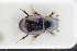  ( - GBOLRL0084)  @11 [ ] CreativeCommons - Attribution Non-Commercial Share-Alike (2016) SNSB, Staatliche Naturwissenschaftliche Sammlungen Bayerns ZSM (SNSB, Zoologische Staatssammlung Muenchen)