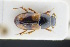  ( - GBOLRL0086)  @11 [ ] CreativeCommons - Attribution Non-Commercial Share-Alike (2016) SNSB, Staatliche Naturwissenschaftliche Sammlungen Bayerns ZSM (SNSB, Zoologische Staatssammlung Muenchen)