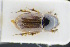  ( - GBOLRL0101)  @11 [ ] CreativeCommons - Attribution Non-Commercial Share-Alike (2016) SNSB, Staatliche Naturwissenschaftliche Sammlungen Bayerns ZSM (SNSB, Zoologische Staatssammlung Muenchen)
