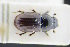  (Agrilinus constans - GBOLRL0102)  @11 [ ] CreativeCommons - Attribution Non-Commercial Share-Alike (2016) SNSB, Staatliche Naturwissenschaftliche Sammlungen Bayerns ZSM (SNSB, Zoologische Staatssammlung Muenchen)