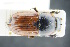  ( - GBOLRL0107)  @11 [ ] CreativeCommons - Attribution Non-Commercial Share-Alike (2016) SNSB, Staatliche Naturwissenschaftliche Sammlungen Bayerns ZSM (SNSB, Zoologische Staatssammlung Muenchen)